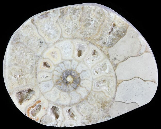 Cut and Polished Lower Jurassic Ammonite - England #62576